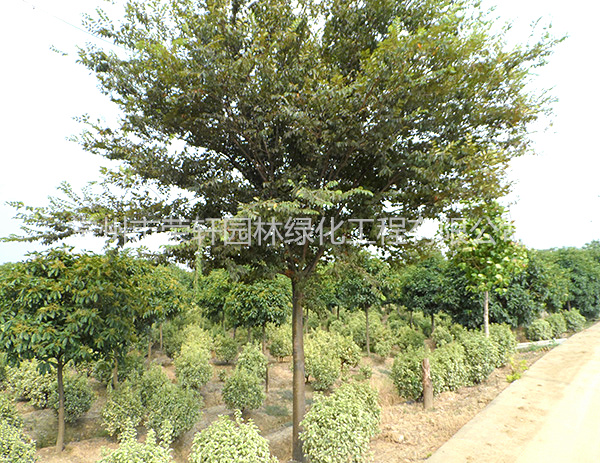 苗圃基地櫸樹養(yǎng)護